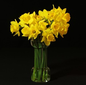 Daffodils and famous Wordsworth poem, at The Longevity Salon