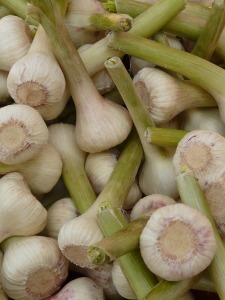 Grow your own garlic! 